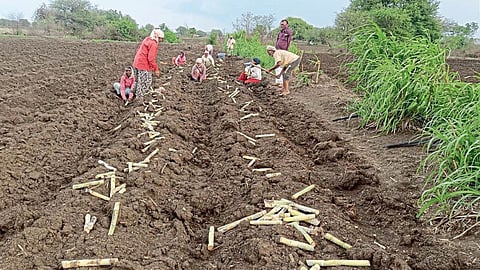 Sugarcane Farming