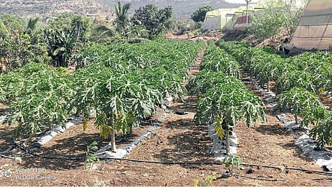Papaya 