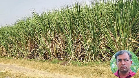 Sugarcane Farming