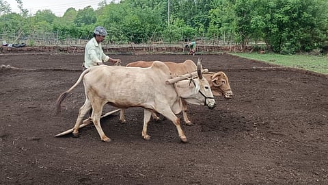 Paddy Sowing