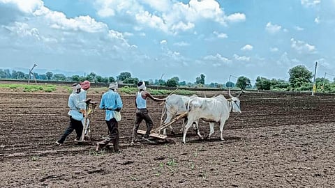 Agriculture Sowing