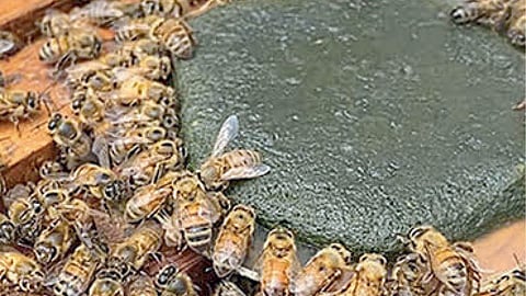 Protection of Bees