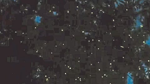 Kajava