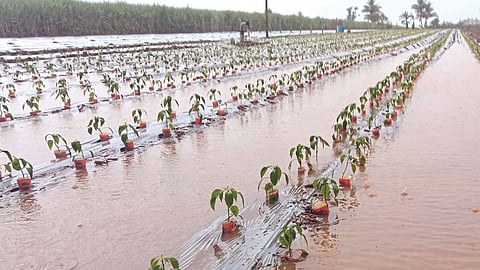 Rain Update 