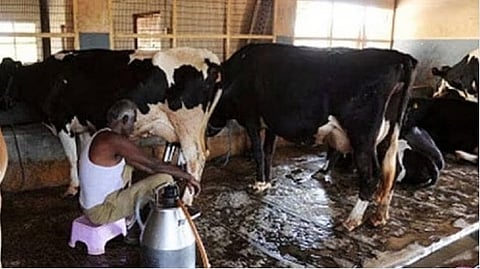 Cow Milk Subsidy