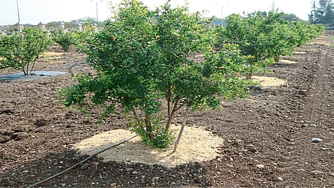 Fruit Crop