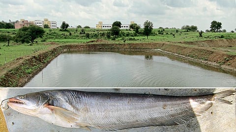 Fish Conservation