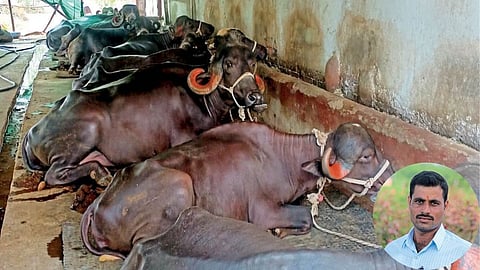 Animal Husbandry