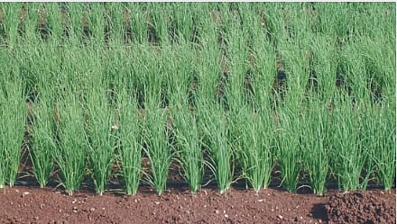 Onion Nursery 