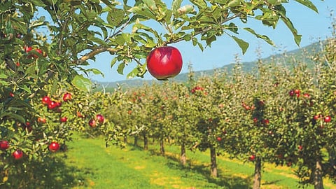 Fruit Crop Insurance