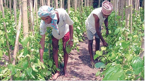 Betel Leaf