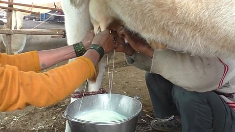 Milk Rate