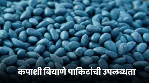 Cotton Seed