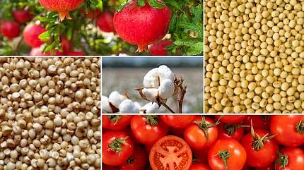 Agriculture Market