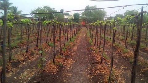 Sangli Rain