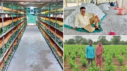 Sericulture Farming