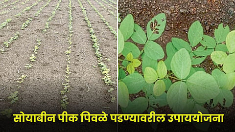 Soybean Disease