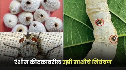 Silk Worm Pest