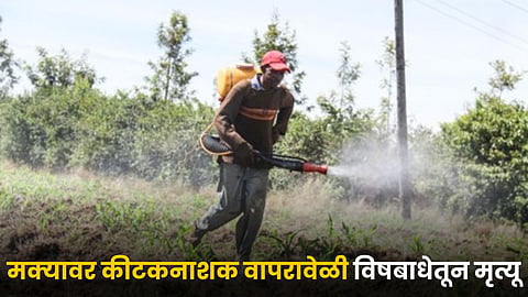 Maize Pesticide Spraying 