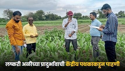 Armyworm Infestation : लष्करी अळीच्या प्रादुर्भावाची केंद्रीय पथकाकडून पाहणी