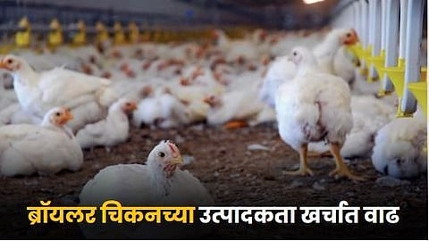 Broiler Chicken
