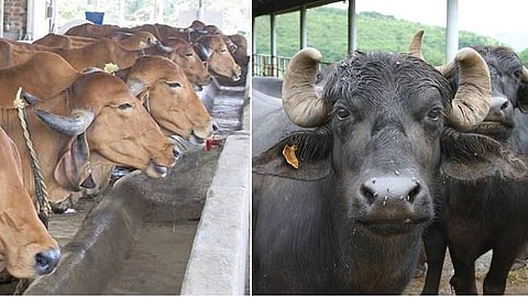 gokul milk kolhapur