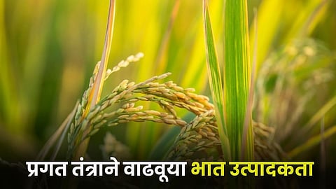 Paddy Production