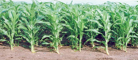 Crop Nutrition Management