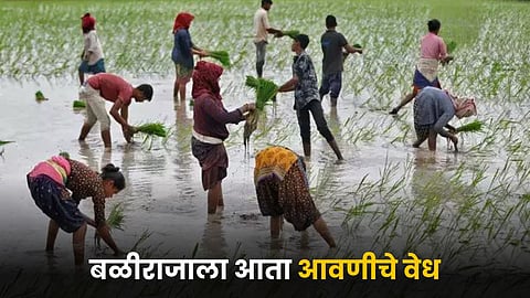 Paddy Farming