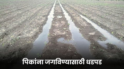 Agriculture Crop