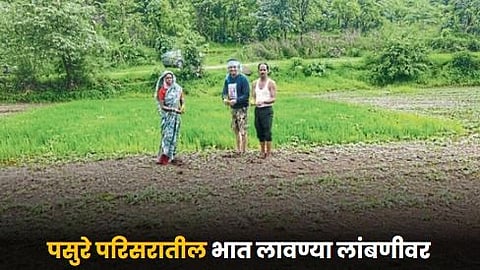 Paddy Farming