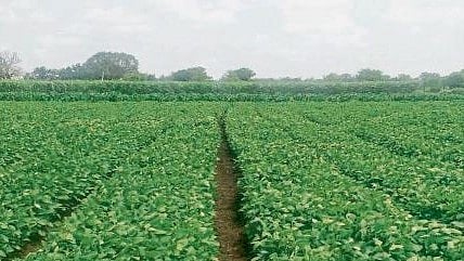 Kharif Sowing