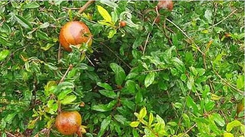 Telya Disease Pomegranate