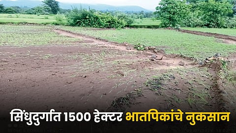 Paddy Crop Damage