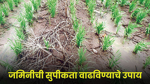 Soil Fertility 