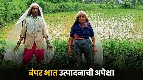 Paddy Production