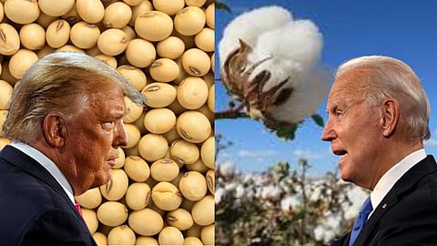 Soybean Cotton MSP 