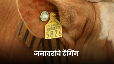Ear Tagging Animal