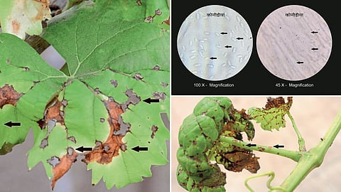 Anthracnose Karpa Disease