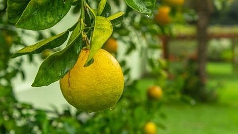 Mosambi Orchard
