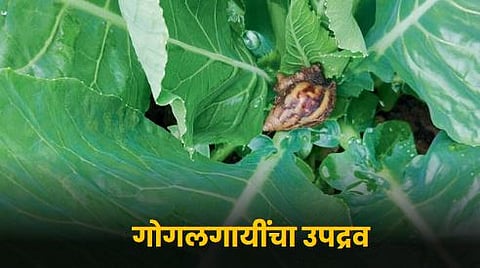 Snails Outbreak 