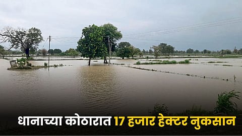 Paddy Damage