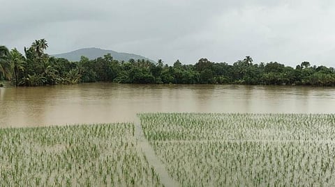 Crop Damage