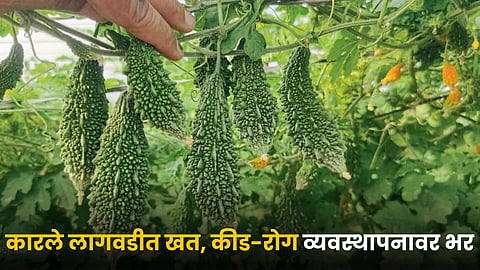 Bitter Gourd