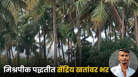 Intercropping 
Agriculture System