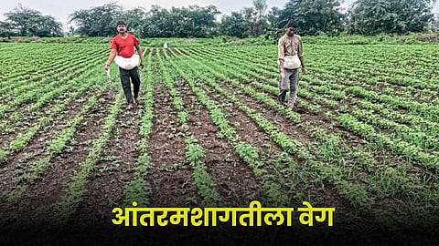 Agriculture Intercropping 