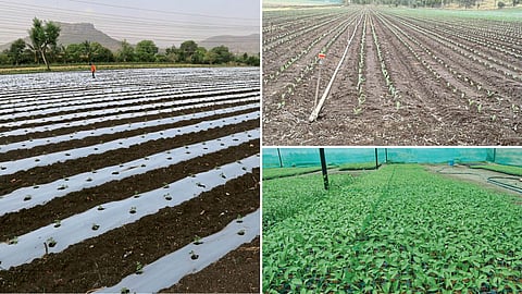 Vegetable Farming