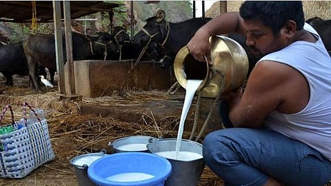 Cow Milk Subsidy