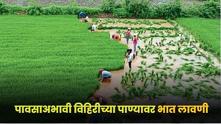 Paddy Farming