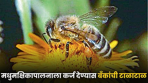 Beekeeping